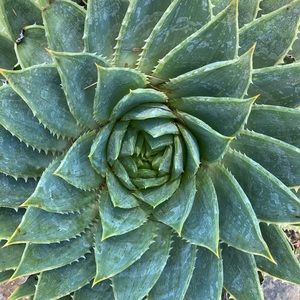 Meet your Posher, Cheryl